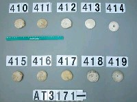 藏品(芋螺貝)的圖片